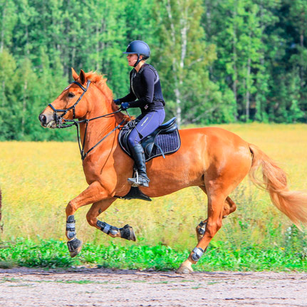 balade cheval equitation provence - Camping Les Micocouliers