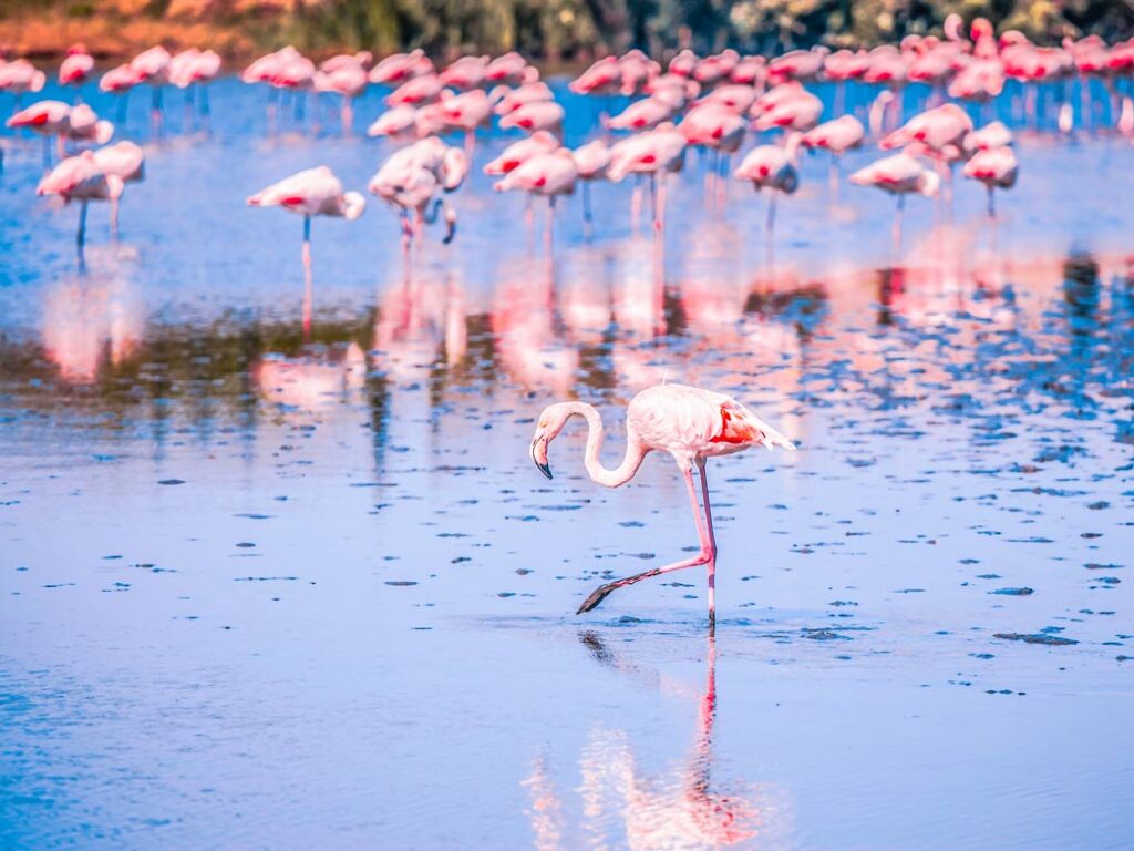 decouvrir camargue