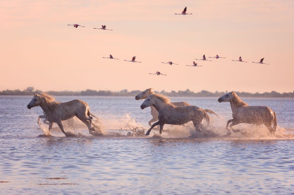 chevaux camargue